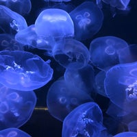 Photo taken at Cabrillo Marine Aquarium by Dennis C. on 8/11/2021