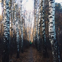 Лужковский лес Орел