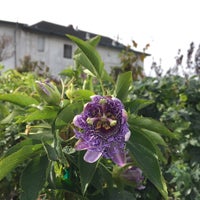 east bay nursery west berkeley 7 tips from 318 visitors
