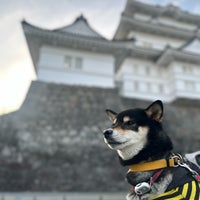 Photo taken at Odawara Castle by MariBSQ on 4/10/2024