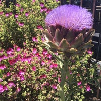 Encinal Nursery Garden Center In East End Photo Taken At Encinal Nursery By Yosr N On 7 2017