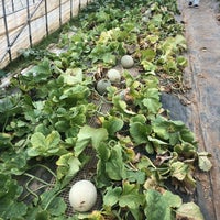 フォレストパーク メロンの森 1 Tip From 94 Visitors