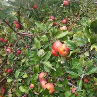 Das Foto wurde bei Rock Hill Orchard von ᴡ am 10/14/2012 aufgenommen
