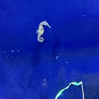 2/20/2023にHollie S.がワイキキ水族館で撮った写真