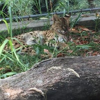 7/31/2016 tarihinde Andriy M.ziyaretçi tarafından Parco Zoo Punta Verde'de çekilen fotoğraf