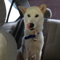 cagefree k9 camp