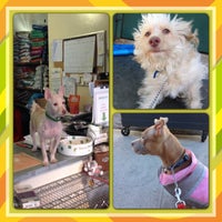 Brooklyn Animal Resource Coalition (BARC) - Dog Run in Brooklyn