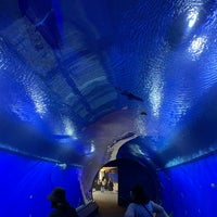 Photo taken at Osaka Aquarium Kaiyukan by Quadrer53 on 2/20/2024