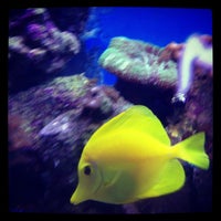 12/16/2012 tarihinde First L.ziyaretçi tarafından A World of Fish'de çekilen fotoğraf