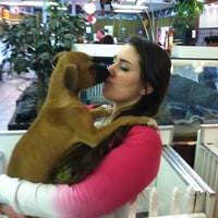 the puppy experience