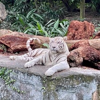 Photo taken at White Tiger Enclosure by Janie C. on 1/1/2023