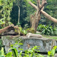 Photo taken at White Tiger Enclosure by Janie C. on 10/12/2021