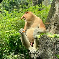 Photo taken at Proboscis Monkey Enclosure by Janie C. on 1/1/2023