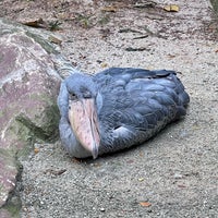 Photo taken at Jurong Bird Park by Janie C. on 12/30/2022