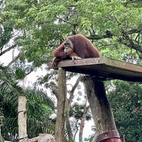 Photo taken at Free Ranging Orangutan Island by Janie C. on 6/20/2021