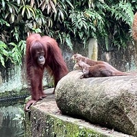 Photo taken at Free Ranging Orangutan Island by Janie C. on 2/5/2023