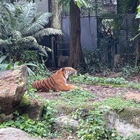 Photo taken at White Tiger Enclosure by Janie C. on 5/29/2021