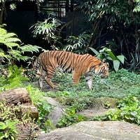 Photo taken at White Tiger Enclosure by Janie C. on 4/16/2022
