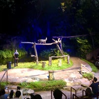 Creatures of the Night Show - Zoo Exhibit in Singapore