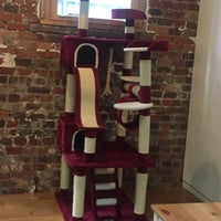 Cat Cafe Melbourne Pet Caf in Melbourne Cat Cafe Melbourne Pet Caf in Melbourne