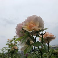 English Garden Rose Cafe 国分寺 国分寺市 東京都 English Garden Rose Cafe 国分寺 国分寺市 東京都