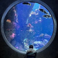 Photo taken at Steinhart Aquarium by Chelsea P. on 9/23/2023