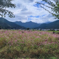 清住コスモス園 丹波市 兵庫県