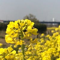 Photo taken at 淀川河川公園太間地区 by T A. on 4/5/2019