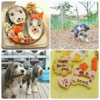 ひょうごアニマルサークル Dog Run In 北区 ひょうごアニマルサークル Dog Run In 北区