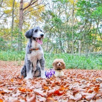 ひょうごアニマルサークル Dog Run In 北区