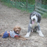 ひょうごアニマルサークル Dog Run In 北区