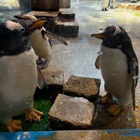 Photo taken at Nagasaki Penguin Aquarium by としや。 on 9/10/2023