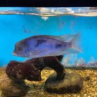 Featured image of post House Of Tropicals Glen Burnie Maryland / House of tropicals carries rare and unusual fish, both salt water and fresh water, plus aquarium supplies.