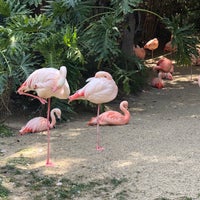 Photo taken at Flamingo Exhibit by Darwin A. on 4/18/2018