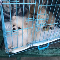 Photo taken at Dighomi Pet Market | დიღმის ცხოველების ბაზარი by Selin T. on 10/28/2018