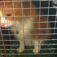 City Cat Clinic Minneapolis Mn