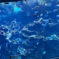Photo taken at Steinhart Aquarium by Cagdas G. on 6/26/2023