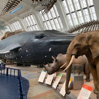 Photo taken at Mammals Gallery by Martin V. on 6/4/2019
