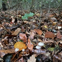 Photo taken at Box Hill National Trust by Hatti on 10/22/2022