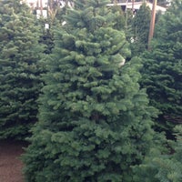 Family Christmas Tree Farm El Cajon Ca