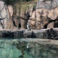 Photo taken at Pritzker Penguin Cove by Diana S. on 11/14/2018