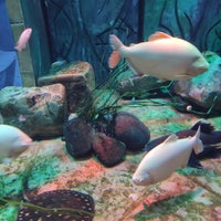 Foto diambil di The Lost Chambers Aquarium oleh Taner H. pada 1/9/2024