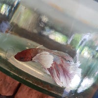 Photo taken at Siamese Fighting Fish Gallery by Noonuchie O. on 6/8/2019