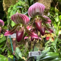 Photo taken at Enid A. Haupt Conservatory by Jes on 3/3/2024