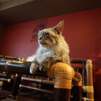 猫cafe ぐるぐる堂 Now Closed アメリカ村 大阪市 大阪府 猫cafe ぐるぐる堂 Now Closed アメリカ村 大阪市 大阪府