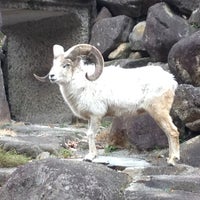 東山動物園 ドールシープ 名古屋市の動物園の展示 東山動物園 ドールシープ 名古屋市の動物園の展示