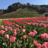 フラワーパークおおず 大洲市 愛媛県 フラワーパークおおず 大洲市 愛媛県