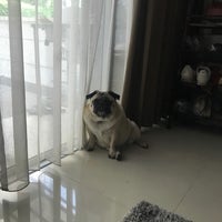 Photo taken at Lillie The Business Pug by Phraviii on 4/27/2018