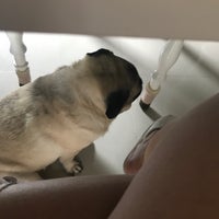 Photo taken at Lillie The Business Pug by Phraviii on 8/27/2017