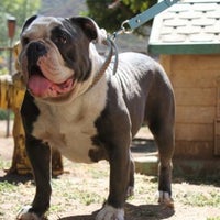 Foto tomada en One of a Kind Bulldogs  por Ary T. el 1/5/2013